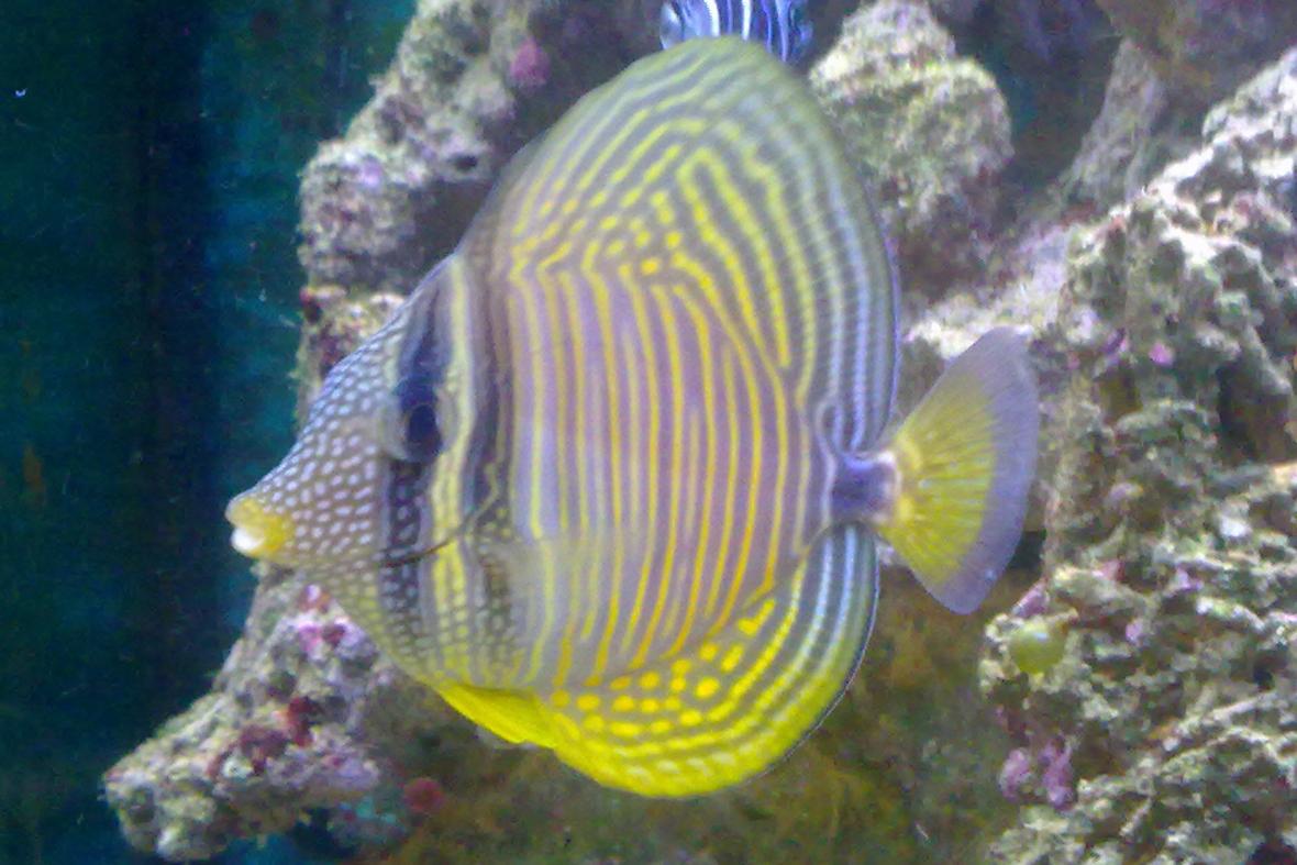 saltwater fish - zebrasoma desjardini - sailfin tang, desjardini stocking in 35 gallons tank - Sylvia our Sailfin Tang.