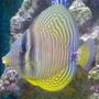 saltwater fish - zebrasoma desjardini - sailfin tang, desjardini stocking in 35 gallons tank - Sylvia our Sailfin Tang.