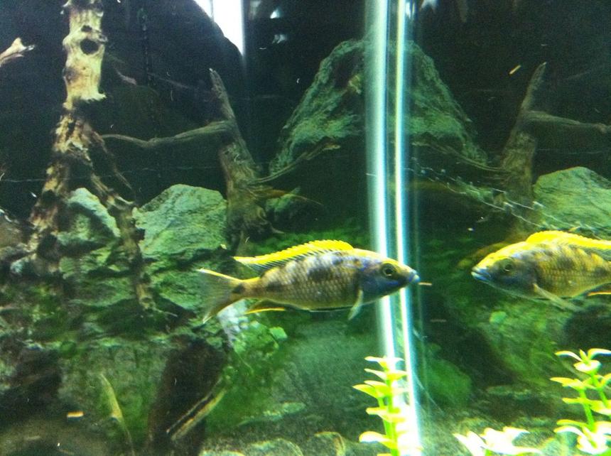 Rated #543: Freshwater Fish - Otopharynx Lithobates - Sulphur Crested Lithobate Stocking In 90 Gallons Tank - This isnt a very good picture and doesnt do this fish justice but he is a very correct lemon jack that is starting to look really nice