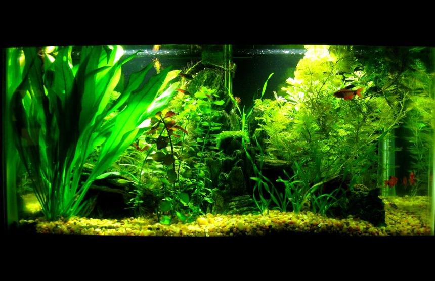 Rated #43: 15 Gallons Planted Tank - My 15 G planted tank, no CO2