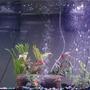 55 gallons freshwater fish tank (mostly fish and non-living decorations) - my tank.