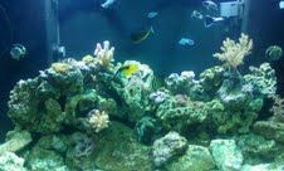 140 gallons reef tank (mostly live coral and fish) - saltwater reek tank 140gal. 5mos. old