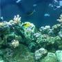 140 gallons reef tank (mostly live coral and fish) - saltwater reek tank 140gal. 5mos. old