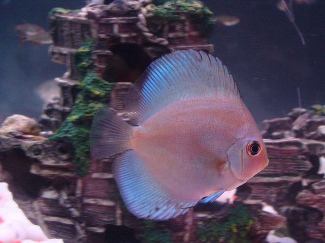 freshwater fish - symphysodon sp. - blue diamond discus stocking in 35 gallons tank - Blue Diamond Discus