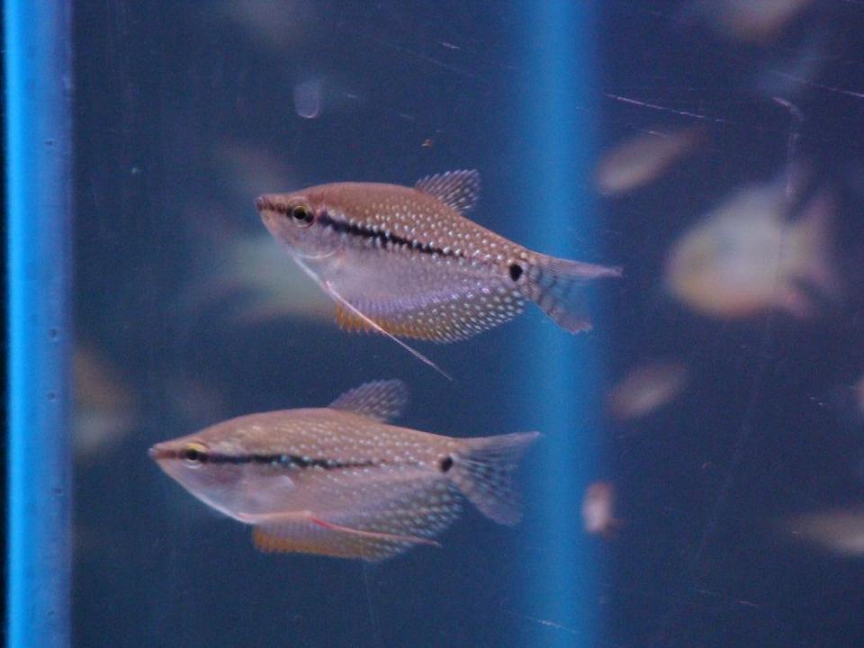 freshwater fish - trichogaster leeri - pearl gourami stocking in 35 gallons tank - Pearl Gourami