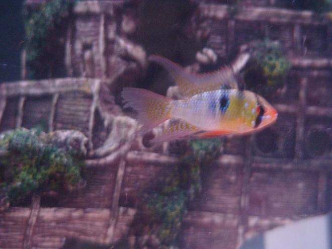 freshwater fish - papiliochromis ramirezi - german blue ram stocking in 35 gallons tank - Blue Ram