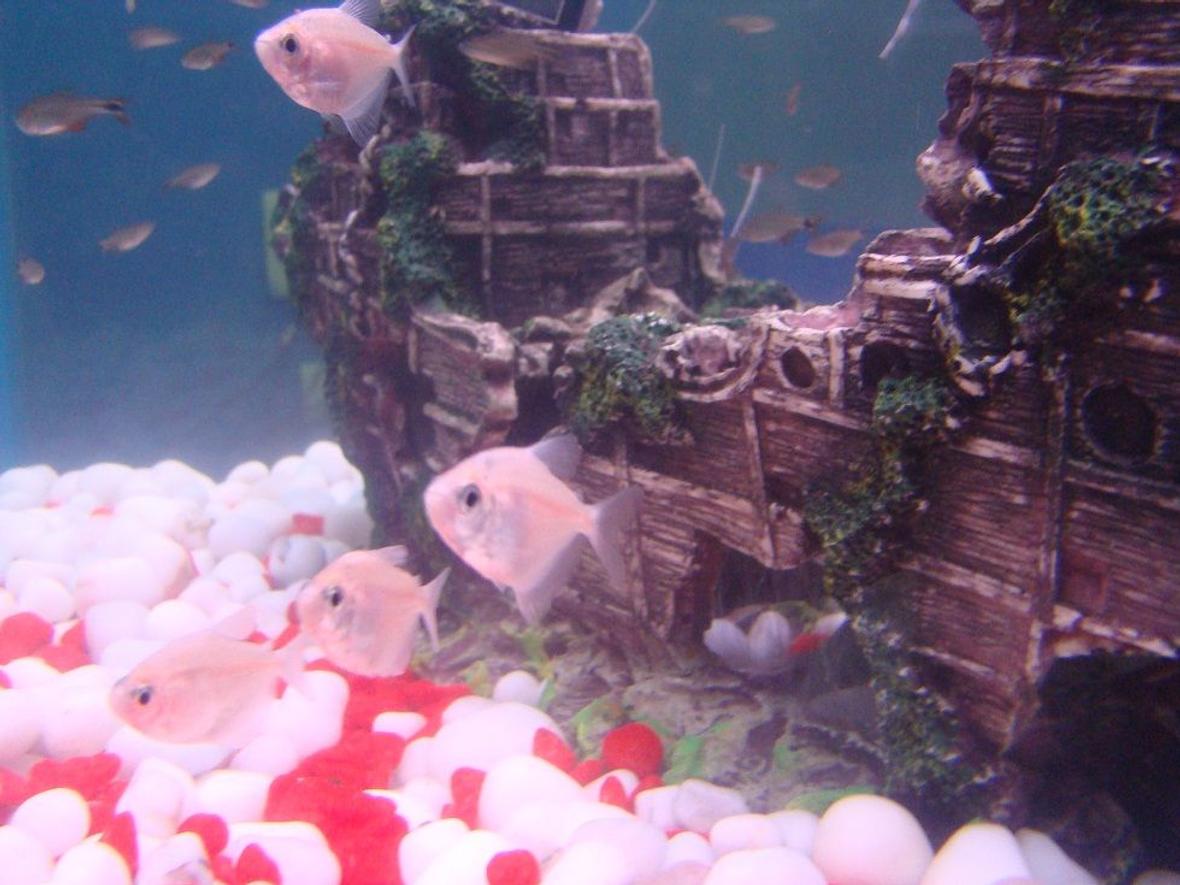 freshwater fish - gymnocorymbus ternetzi - black widow tetra stocking in 35 gallons tank - Albino Black Widow Tetras