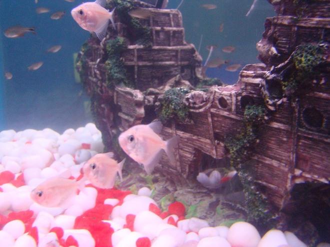 freshwater fish - gymnocorymbus ternetzi - black widow tetra stocking in 35 gallons tank - Albino Black Widow Tetras