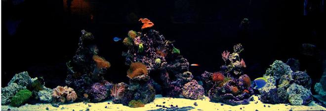 300 gallons reef tank (mostly live coral and fish) - 300 gallon reef