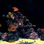 300 gallons reef tank (mostly live coral and fish) - 300 gallon reef