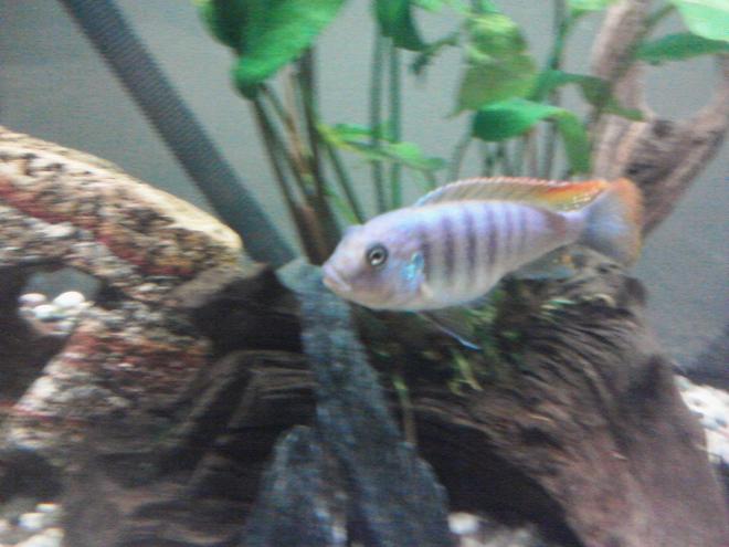 freshwater fish - metriaclima greshakei - ice blue red top zebra stocking in 55 gallons tank - Ice blue cichlid