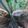 freshwater fish - metriaclima greshakei - ice blue red top zebra stocking in 55 gallons tank - Ice blue cichlid