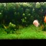 fish tank picture - as it was four days ago. i created some more space and had a good prune on the new photo