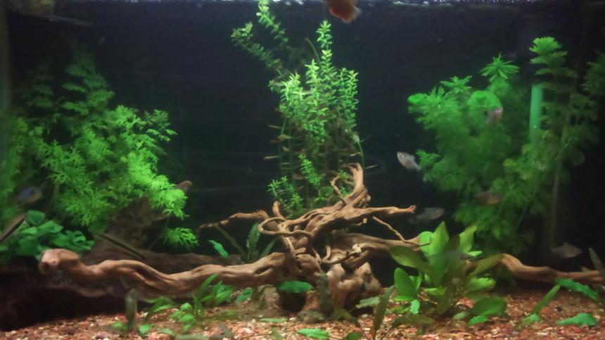 Rated #55: 40 Gallons Planted Tank - This my first go at a fish tank SORRY ABOUT THE PICTURE QUALITY more pics soon