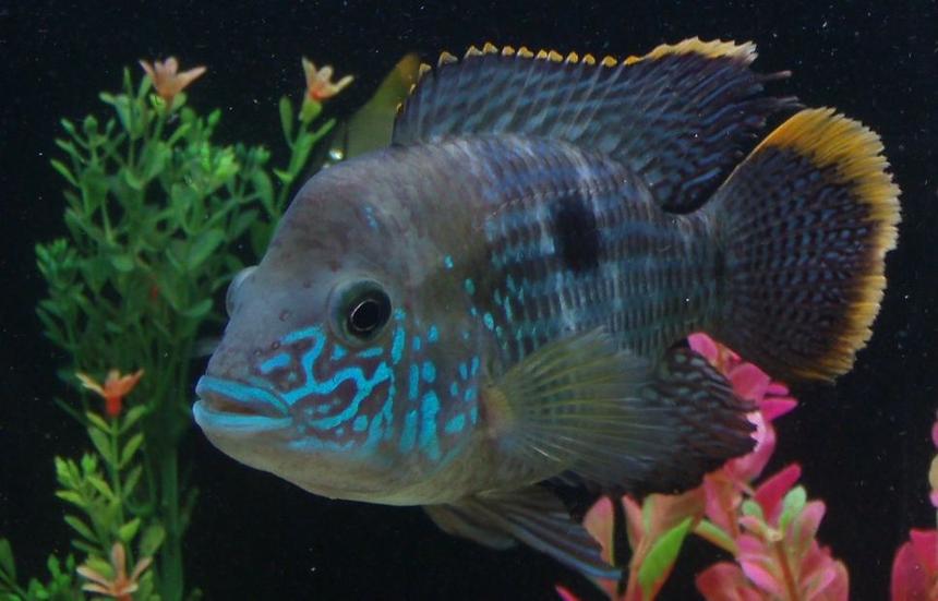 Rated #15: Freshwater Fish - Aequidens Rivulatus - Green Terror Stocking In 35 Gallons Tank - Green Terror