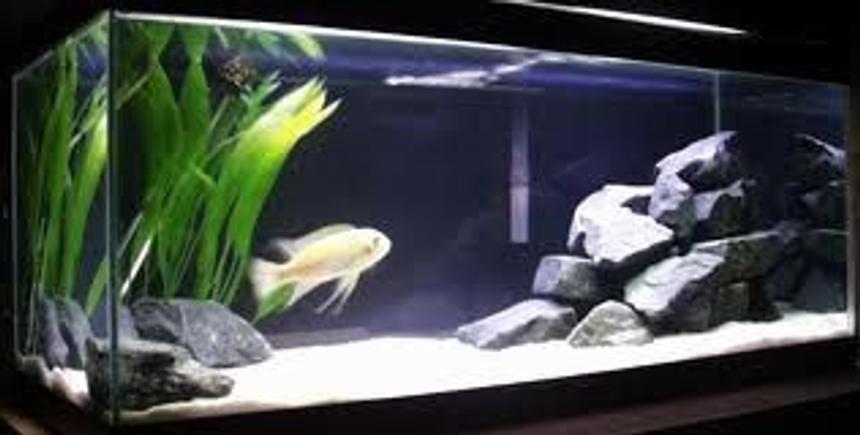 Rated #151: 20 Gallons Freshwater Fish Tank - this is one of my son tank