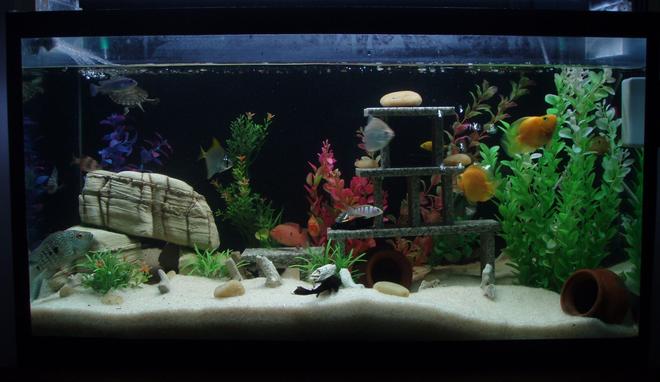 35 gallons freshwater fish tank (mostly fish and non-living decorations) - chiclids tank with green terror, jewels, tiger barbs, blue morph, electric yellow morph, texas,convicts, 2 parrots, 2 tortoise
