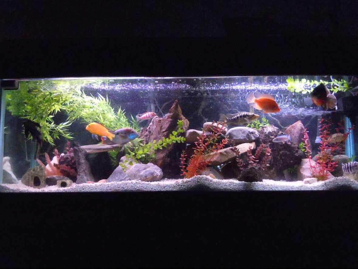 94 gallons freshwater fish tank (mostly fish and non-living decorations) - Welcome to Thunder Dome. 94 Gallon Aggressive Freshwater Cichlid Tank.