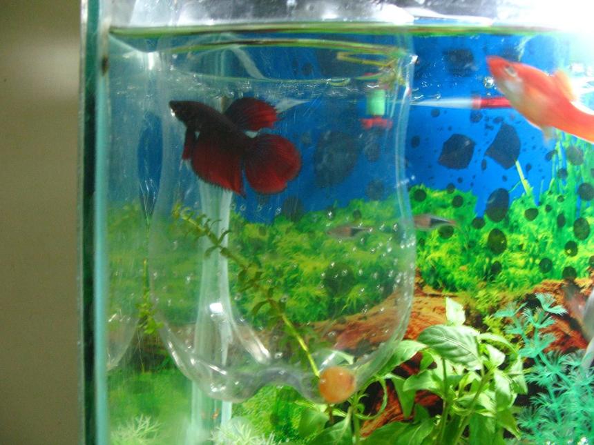 Rated #302: 10 Gallons Freshwater Fish Tank - Betta in a small tank inside main tank.