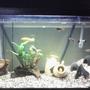 55 gallons freshwater fish tank (mostly fish and non-living decorations) - 1 year old