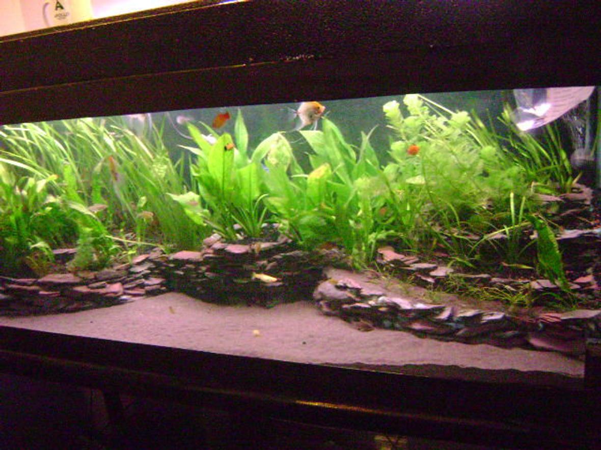 110 gallons planted tank (mostly live plants and fish) - 4ft slate tiered planted south American biotope