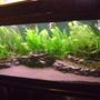 110 gallons planted tank (mostly live plants and fish) - 4ft slate tiered planted south American biotope