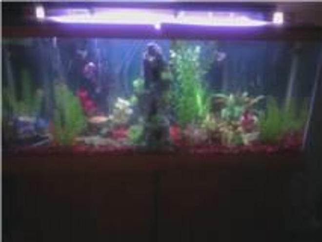 55 gallons freshwater fish tank (mostly fish and non-living decorations) - First pic of tank