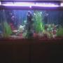 55 gallons freshwater fish tank (mostly fish and non-living decorations) - First pic of tank
