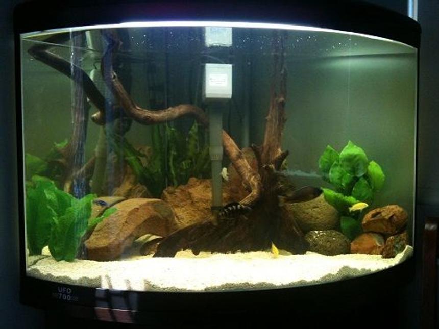 Rated #68: 50 Gallons Freshwater Fish Tank - Cichlid tank.