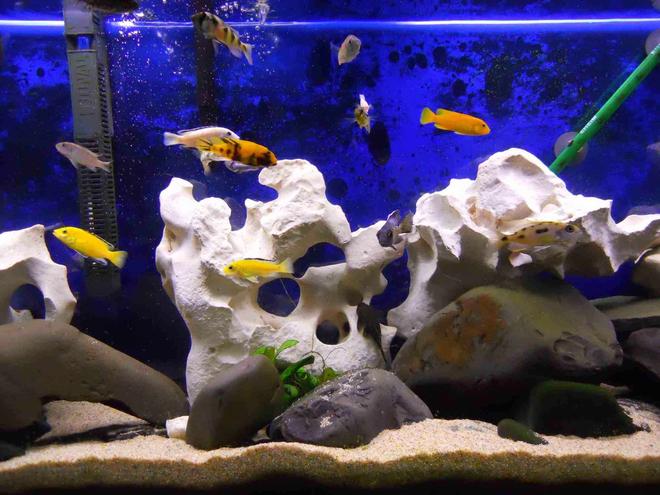 55 gallons freshwater fish tank (mostly fish and non-living decorations) - 55g mixed malwai