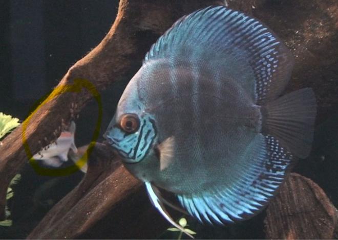freshwater fish - symphysodon sp. - blue diamond discus stocking in 209 gallons tank - Discus with eggs