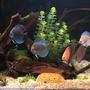 fish tank picture - Planted Discus tank 1