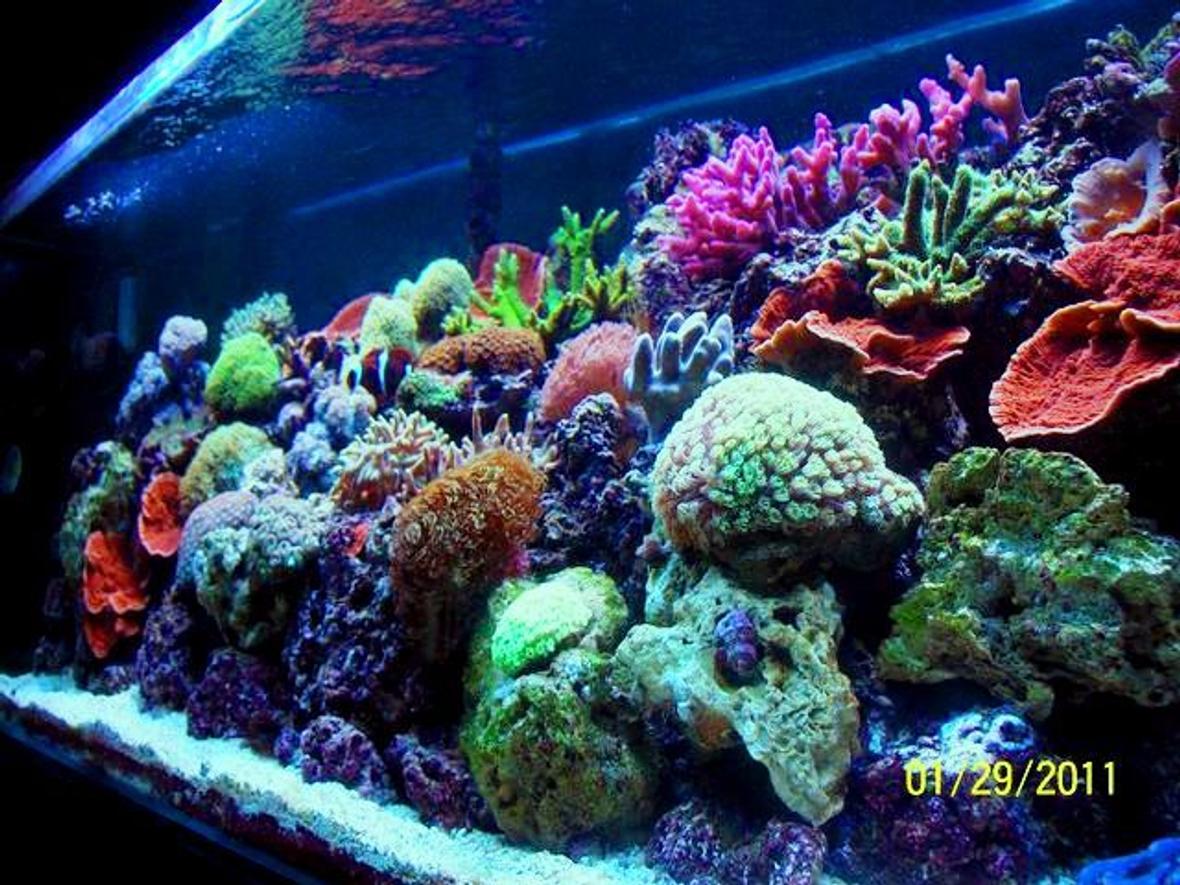 180 gallons reef tank (mostly live coral and fish) - 180 REEF. 1 Year Old. Mixed hard and Soft corals under a single T5 Tek Light fixture.