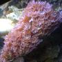 corals inverts - tubipora musica - pipe organ coral stocking in 29 gallons tank - Daisy Polyps