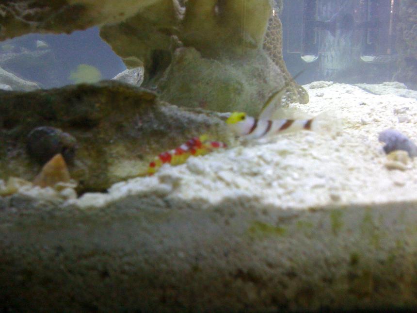 Rated #16: Saltwater Fish - Stonogobiops Dracula - Dracula Goby Stocking In 29 Gallons Tank - Randall's Pistol Shrimp & Blackray Shrimp Goby Pair in my 55
