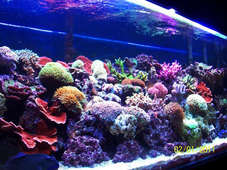 Rated #1: 180 Gallons Reef Tank - 180 Reef with various Hard and Soft Corals. T5 lighting Only.