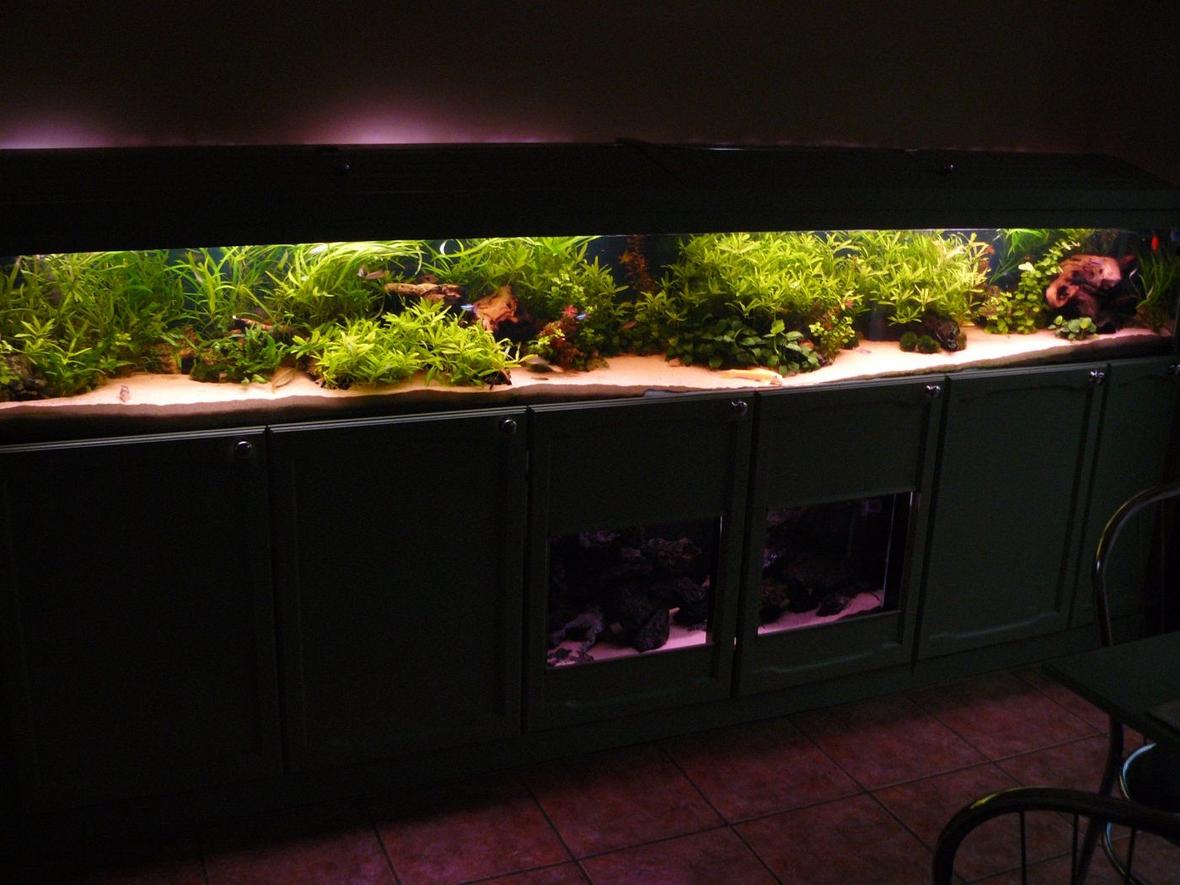 90 gallons planted tank (mostly live plants and fish) - Front veiw of 10 foot tank.