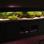 90 gallons planted tank (mostly live plants and fish) - Front veiw of 10 foot tank.
