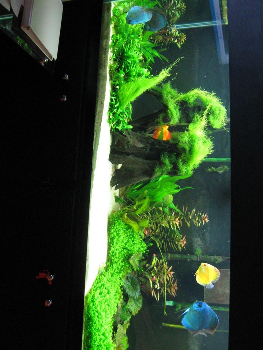 Rated #19: 150 Gallons Planted Tank - This setup is 4 months old...