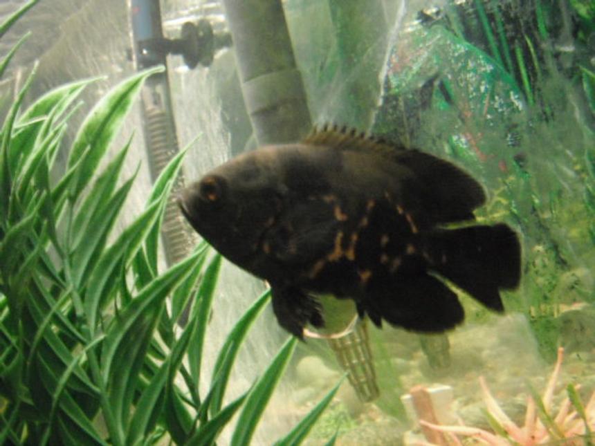 Rated #1337: Freshwater Fish - Astronotus Ocellatus - Tiger Oscar Stocking In 55 Gallons Tank - Tiger Oscar