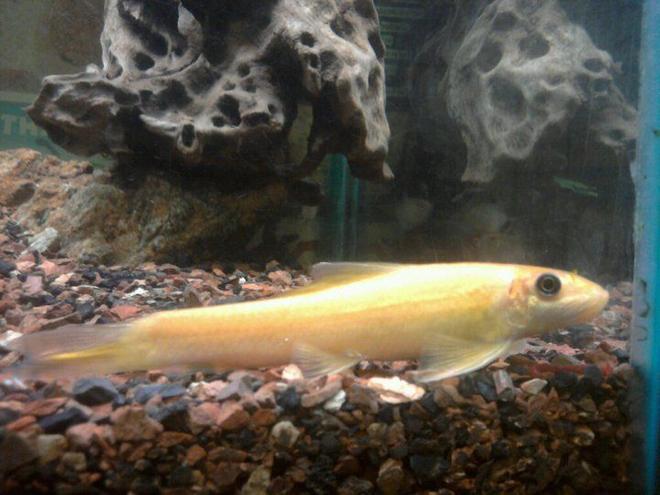freshwater fish - gyrinocheilos aymonieri - gold algae eater stocking in 55 gallons tank - My very typical Chinese Algae Eater--though I've found this one to be extremely harmonious as a tank mate unlike most descriptions suggest. Is at about 8cm.