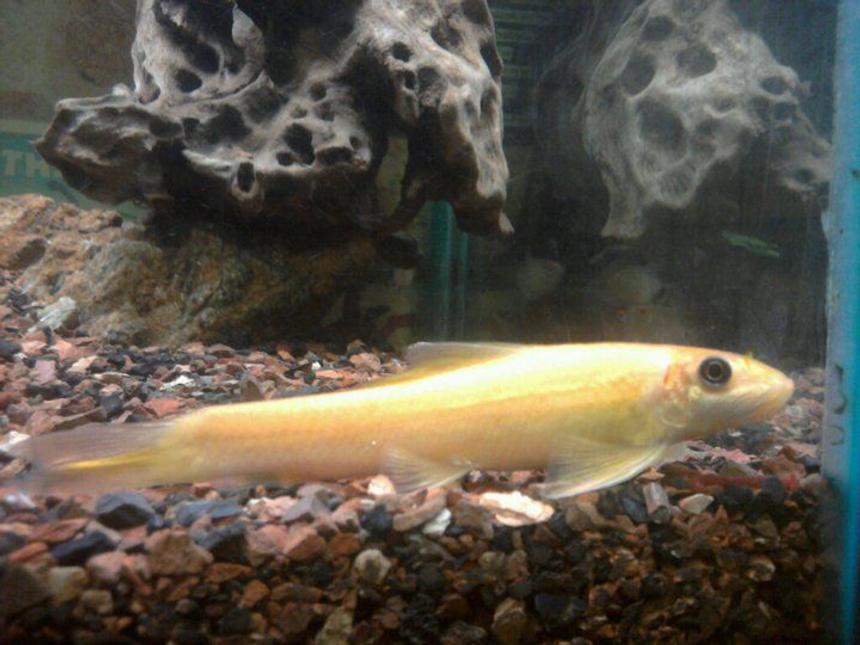 Rated #2025: Freshwater Fish - Gyrinocheilos Aymonieri - Gold Algae Eater Stocking In 55 Gallons Tank - My very typical Chinese Algae Eater--though I've found this one to be extremely harmonious as a tank mate unlike most descriptions suggest. Is at about 8cm.