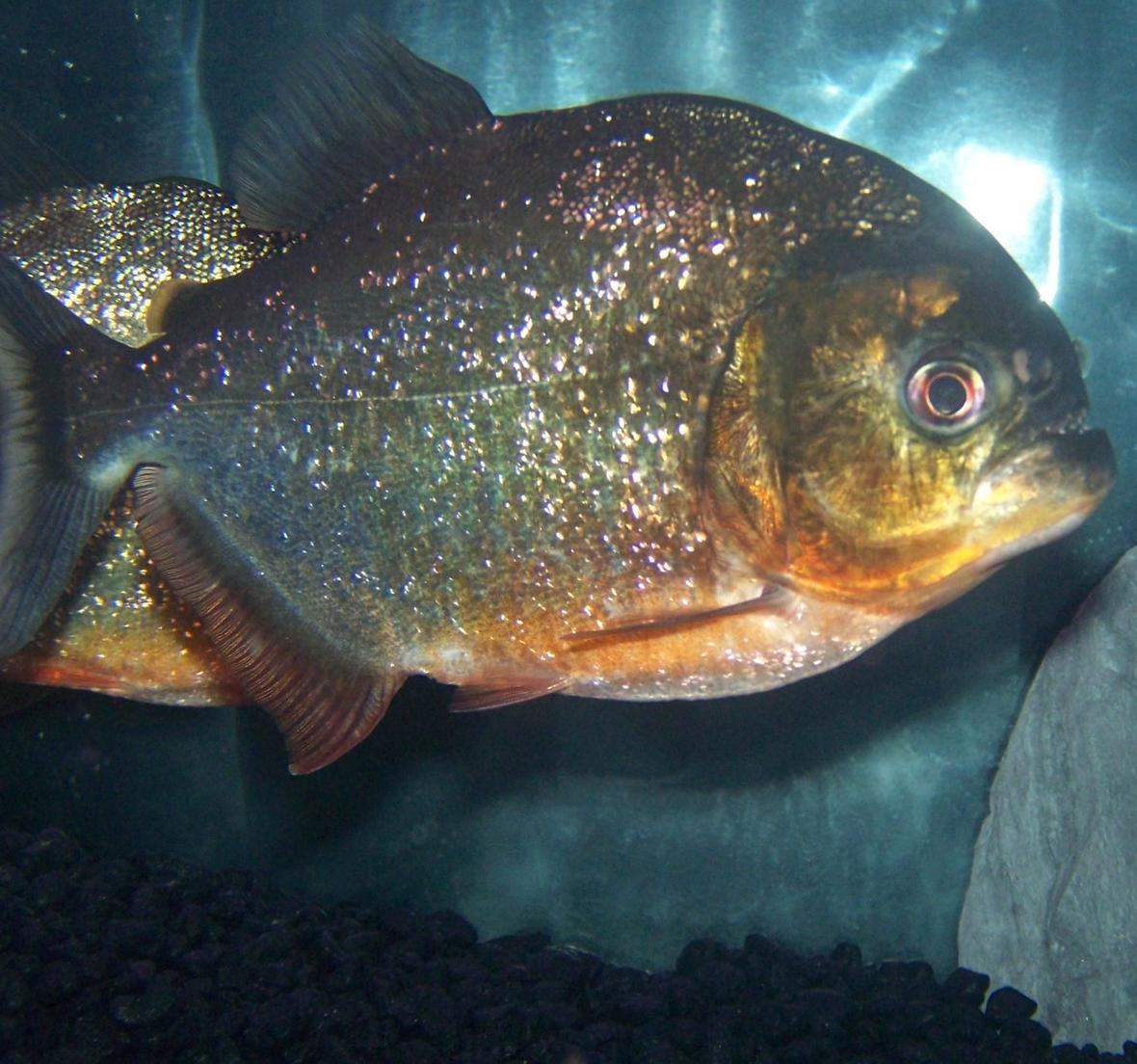 freshwater fish - pygocentrus nattereri - redbellied pirhana stocking in 120 gallons tank - 1 x 8" Red Belly Piranha (Male)