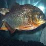 freshwater fish - pygocentrus nattereri - redbellied pirhana stocking in 120 gallons tank - 1 x 8" Red Belly Piranha (Male)