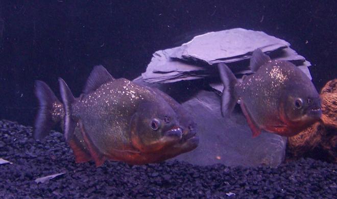freshwater fish - pygocentrus nattereri - redbellied pirhana stocking in 120 gallons tank - 2 x 8" Red Belly Piranhas (Males) & 1 x 9" Red Belly Piranha ( Female who is Spawning ) in the middle