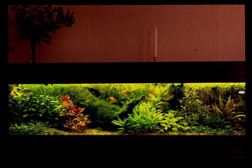Rated #2: 500 Gallons Planted Tank - composition of  plants are important