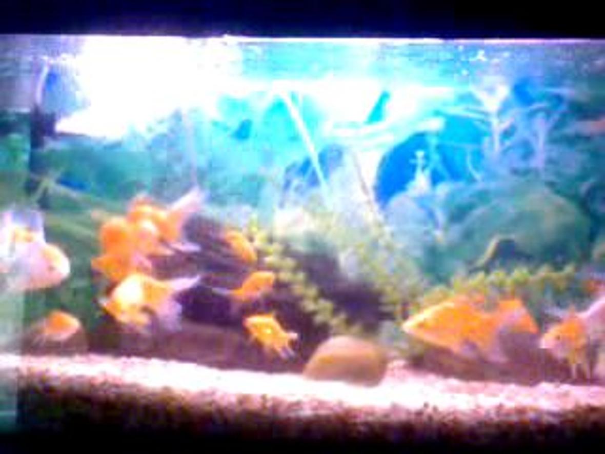 32 gallons freshwater fish tank (mostly fish and non-living decorations) - This pic has taken by a small Phone