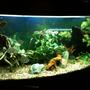 50 gallons freshwater fish tank (mostly fish and non-living decorations) - My Tank