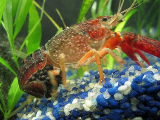 corals inverts - procambarus sp. - marble crayfish stocking in 40 gallons tank - i woke up this morning and saw my lobster with black stuff when i turned on the light i took the pic... i was happy to learn she is a girl...        :)