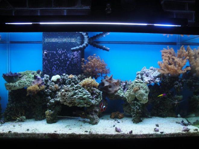90 gallons reef tank (mostly live coral and fish) - 90